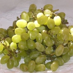 Thompson Seedless Grape Vine - 1 Gallon Pot -Green Garden Outdoor Shop 10092 thompson seedless grape