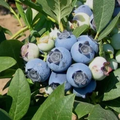 Biloxi Southern Highbush Blueberry - 1 Gallon Pot -Green Garden Outdoor Shop 10151 biloxi blueberry
