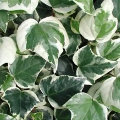 Variegated Algerian Ivy (Hedera Algeriensis 'Gloire De Marengo') - 6 Pack Of Pint Pots -Green Garden Outdoor Shop 3554 ravensholst ivy