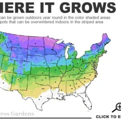 Bloomerang Dwarf Purple Lilac - 3 Gallon Pot 7 Bloomerang Dwarf Purple Lilac - 3 Gallon Pot -Green Garden Outdoor Shop 3a 8a 2