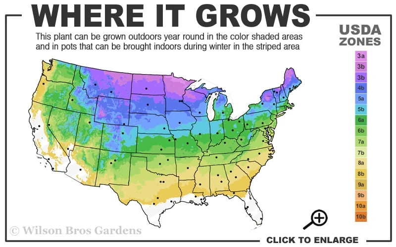 Nannyberry Viburnum - 3 Pack Of 1.5 Quart Pots 3 Nannyberry Viburnum - 3 Pack Of 1.5 Quart Pots - Image 3