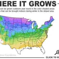 Gold Moss Sedum - 10 Pack Of 4" Pint Pots -Green Garden Outdoor Shop 3a 8b 8