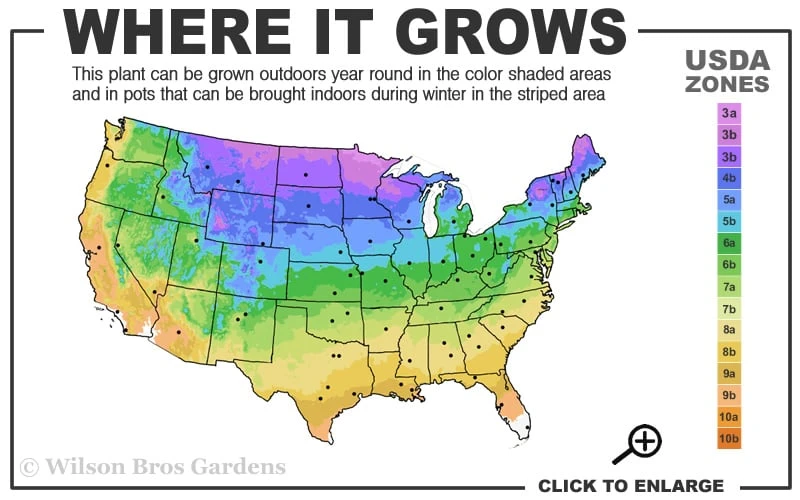 Angelina Sedum - 5 Pack Of 4" Pots 3 Angelina Sedum - 5 Pack Of 4" Pots - Image 3