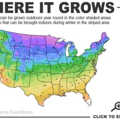 Beacon Silver Lamium - 5 Pack Of Pint Pots -Green Garden Outdoor Shop 3a 9b 5