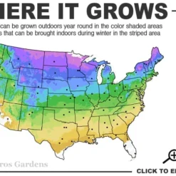 Grancy Graybeard - White Fringe Tree - 7 Gallon Pot (3-4') -Green Garden Outdoor Shop 3b 9a