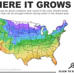 Popcorn Drift Groundcover Rose - 1 Gallon Pot -Green Garden Outdoor Shop 4a 11