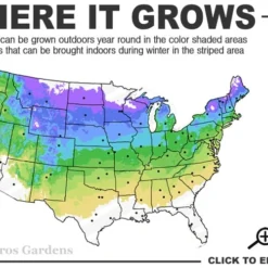 Northern Highbush Blueberry (Vaccinum Corymbosum) - 1 Gallon Pot 7 Northern Highbush Blueberry (Vaccinum Corymbosum) - 1 Gallon Pot -Green Garden Outdoor Shop 4a 8a