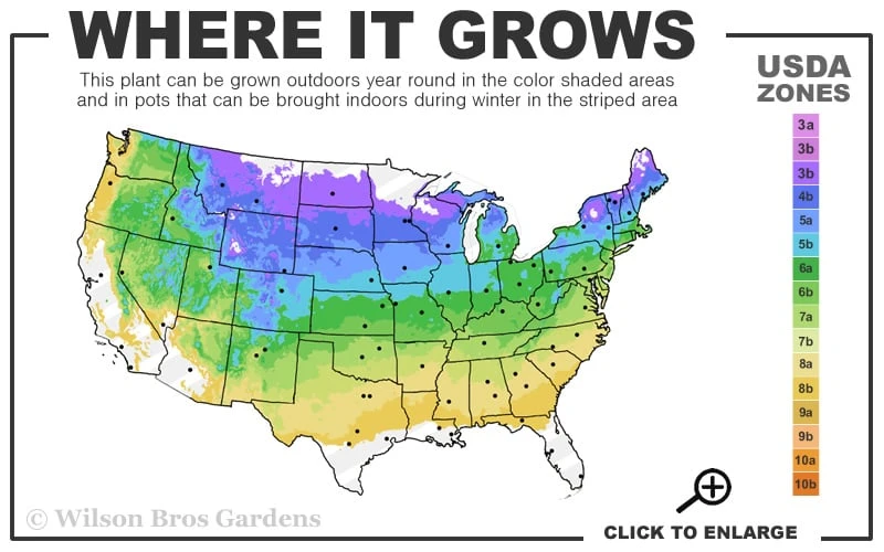 Caroline Raspberry - 1 Gallon Pot 3 Caroline Raspberry - 1 Gallon Pot - Image 3