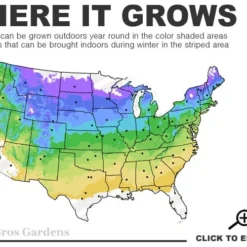 American Sweet Crabapple Tree (Malus Coronaria) - 1 Gallon Pot -Green Garden Outdoor Shop 4a 8b 16