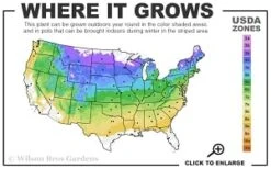 Highland Cream Creeping Thyme - 5 Pack Of Quart Pots -Green Garden Outdoor Shop 4a 8b thumbnail