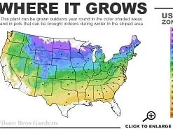 Highland Cream Creeping Thyme - 5 Pack Of Quart Pots -Green Garden Outdoor Shop 4a 8b thumbnail