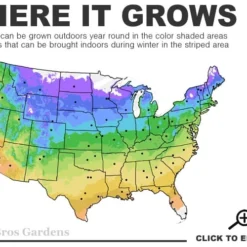 American Hazelnut (Filbert) - 3 Gallon Pot 11 American Hazelnut (Filbert) - 3 Gallon Pot -Green Garden Outdoor Shop 4a 9b 49