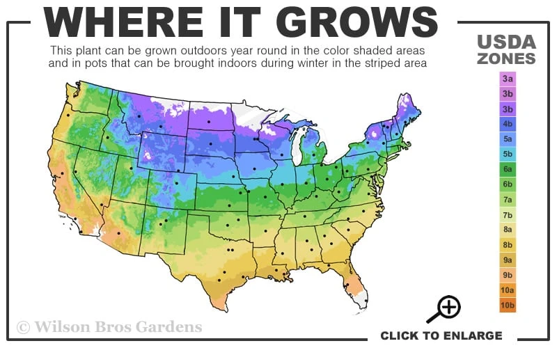 American Hazelnut (Filbert) - 3 Gallon Pot 3 American Hazelnut (Filbert) - 3 Gallon Pot - Image 3