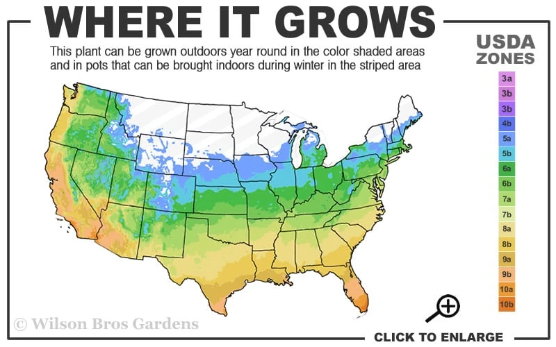 Silver Anniversary Yucca - 1 Gallon Pot 3 Silver Anniversary Yucca - 1 Gallon Pot - Image 3