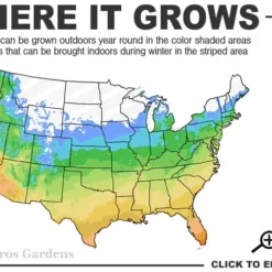 Tall Mondo Grass - 6 Pack Of 1 Gallon Pots - ON SALE! -Green Garden Outdoor Shop 5a 10b 4