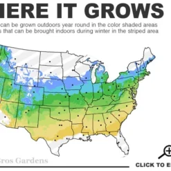 All That Glows Arrowwood Viburnum - 2 Gallon Pot -Green Garden Outdoor Shop 5a 8b 20