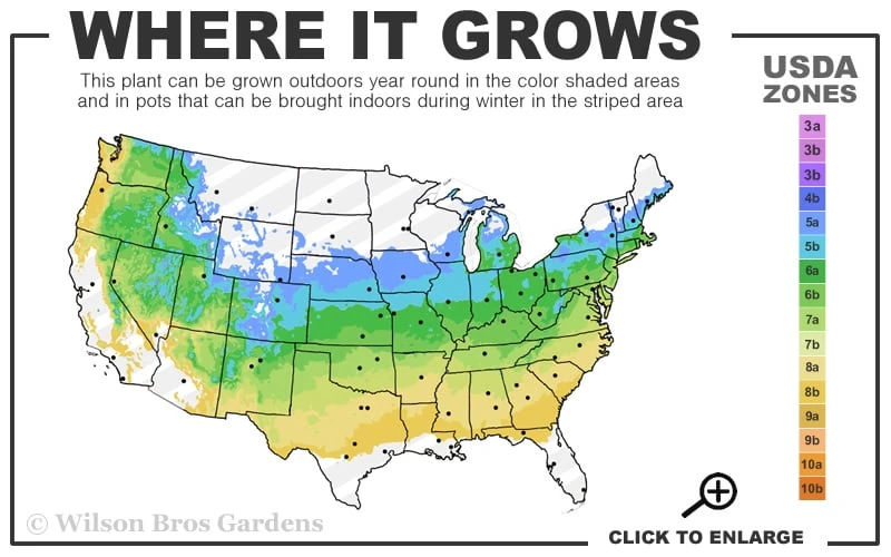 Summer Snowflake Viburnum - 3 Gallon Pot 3 Summer Snowflake Viburnum - 3 Gallon Pot - Image 3