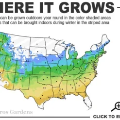 Southern Catalpa Tree - 3 Gallon Pot -Green Garden Outdoor Shop 5a 9a 3