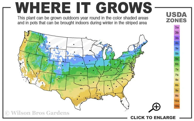 Jim's Pride White Summer Daphne - Daphne X Transatlantica - 3 Gallon Pot 3 Jim's Pride White Summer Daphne - Daphne X Transatlantica - 3 Gallon Pot - Image 3