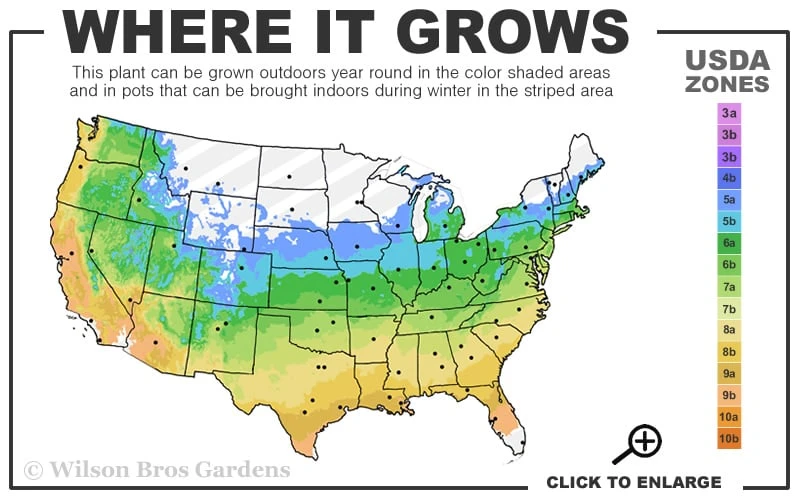 Blue Sentry Yucca - 1 Gallon Pot 3 Blue Sentry Yucca - 1 Gallon Pot - Image 3