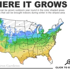Green Mountain Boxwood 3-Ball Poodle Tier Topiary - 6 Gallon Pot -Green Garden Outdoor Shop 5a 9b 51