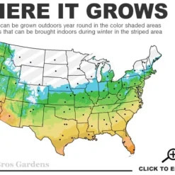 Creeping Lilyturf - Liriope Spicata - 18 Count Flat Of Pint Pots -Green Garden Outdoor Shop 5b 11 2