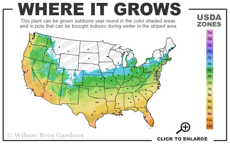 Creeping Lilyturf - Liriope Spicata - 3 Pack Of Pint Pots 3 Creeping Lilyturf - Liriope Spicata - 3 Pack Of Pint Pots - Image 3