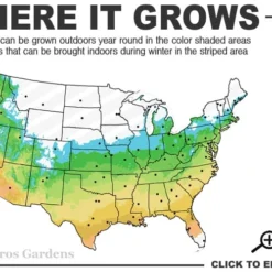 Graham Blandy Columnar Boxwood - 2 Gallon Pot -Green Garden Outdoor Shop 5b 9b 3