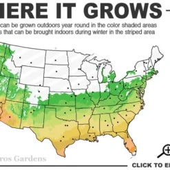 Sasaba Bamboo Leaf Tea Olive - 1 Gallon Pot -Green Garden Outdoor Shop 6a 10a