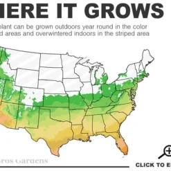 Pony Tails Mexican Feather Grass - Stipa Tennuissima - 6 Pack Of 1 Gallon Pots 13 Pony Tails Mexican Feather Grass - Stipa Tennuissima - 6 Pack Of 1 Gallon Pots -Green Garden Outdoor Shop 6a 10b 1