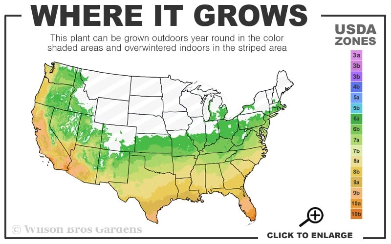 Magenta Magic Yucca - 3 Gallon Pot 3 Magenta Magic Yucca - 3 Gallon Pot - Image 3