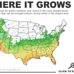 Russian Cold Hardy Pomegranate - 3 Gallon Pot 8 Russian Cold Hardy Pomegranate - 3 Gallon Pot -Green Garden Outdoor Shop 6a 11 5