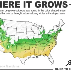 Dwarf Variegated Boxwood - 1 Gallon Pot 8 Dwarf Variegated Boxwood - 1 Gallon Pot -Green Garden Outdoor Shop 6a 8b 19