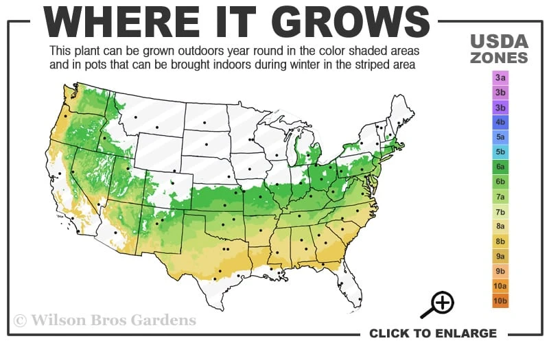 Dwarf Variegated Boxwood - 5 Gallon Pot 3 Dwarf Variegated Boxwood - 5 Gallon Pot - Image 3