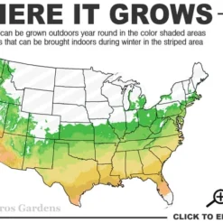 Natchez White Crape Myrtle - 1 Gallon Pot 9 Natchez White Crape Myrtle - 1 Gallon Pot -Green Garden Outdoor Shop 6a 9b 54