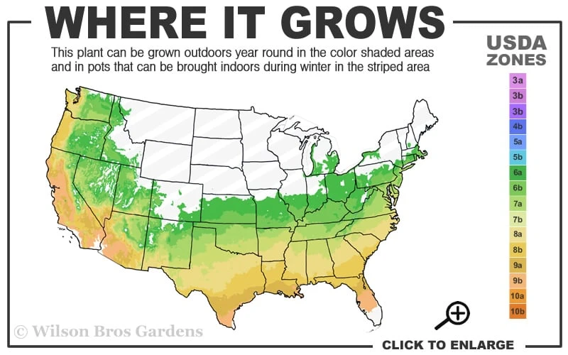 Doone Valley Thyme - 6 Pack Of Pink Pots 3 Doone Valley Thyme - 6 Pack Of Pink Pots - Image 3