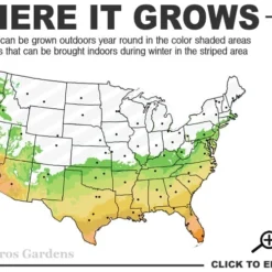 My Fair Myrtle Crape Myrtle (Lagerstroemia) - 3 Gallon Pot 6 My Fair Myrtle Crape Myrtle (Lagerstroemia) - 3 Gallon Pot -Green Garden Outdoor Shop 6b 10b 1