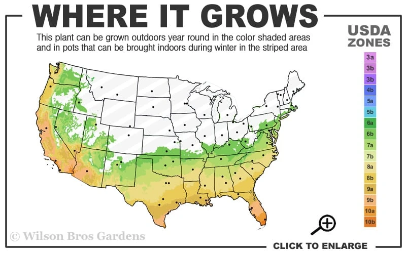 My Fair Myrtle Crape Myrtle (Lagerstroemia) - 3 Gallon Pot 3 My Fair Myrtle Crape Myrtle (Lagerstroemia) - 3 Gallon Pot - Image 3