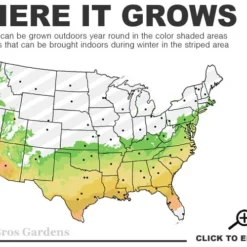 Muskogee Lavender Crape Myrtle - 3 Gallon Pot -Green Garden Outdoor Shop 6b 9b 5