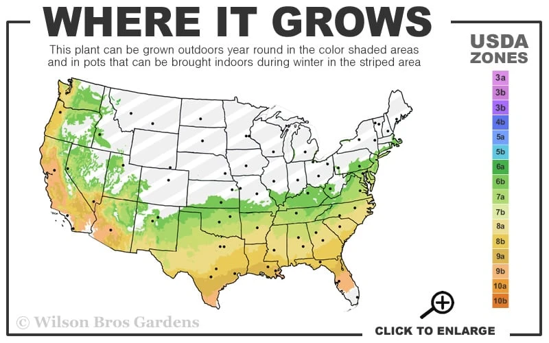 Purple Magic Crape Myrtle Tree (Multi Trunk) - 7 Gallon Pot 3 Purple Magic Crape Myrtle Tree (Multi Trunk) - 7 Gallon Pot - Image 3