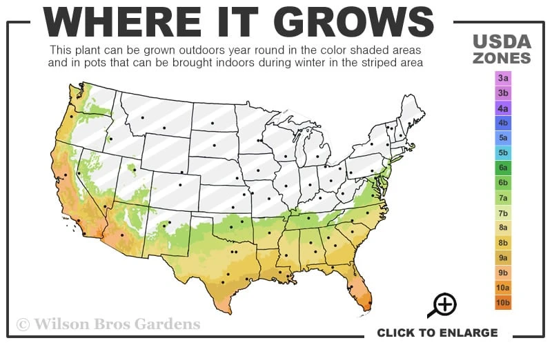 Jumbo Black Muscadine Grape Vine - 1 Gallon Pot 3 Jumbo Black Muscadine Grape Vine - 1 Gallon Pot - Image 3