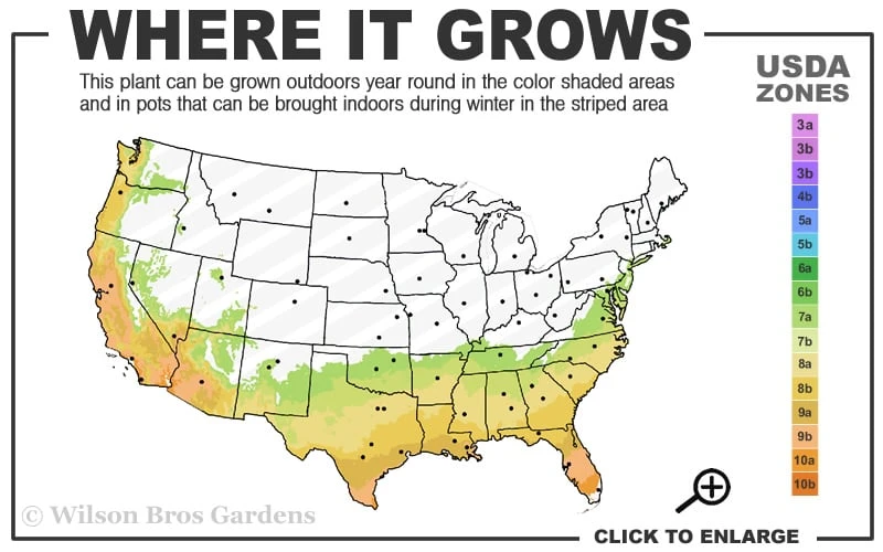 Edgeworthia Chrysantha Paper Bush - 7 Gallon Pot 3 Edgeworthia Chrysantha Paper Bush - 7 Gallon Pot - Image 3