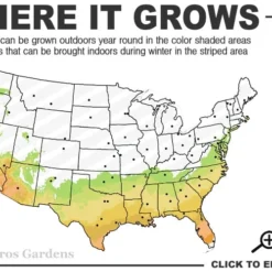 Little Gem Dwarf Southern Magnolia - 7 Gallon Pot (5-6') -Green Garden Outdoor Shop 7a 10a
