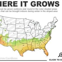 Delta Eclipse Crape Myrtle - 2 Gallon Pot 7 Delta Eclipse Crape Myrtle - 2 Gallon Pot -Green Garden Outdoor Shop 7a 10b 20