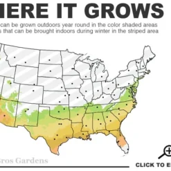 Twilight Purple Crape Myrtle - 3 Gallon Pot 9 Twilight Purple Crape Myrtle - 3 Gallon Pot -Green Garden Outdoor Shop 7a 9b 44