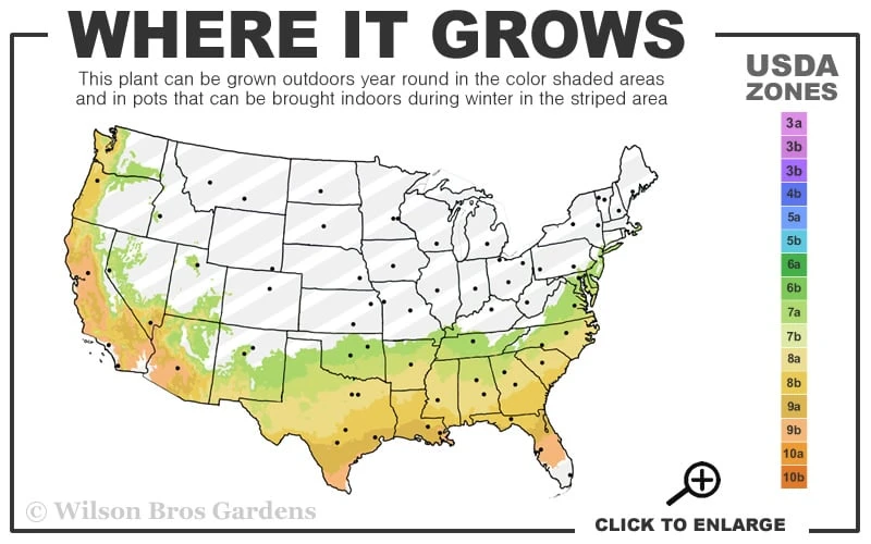 Twilight Purple Crape Myrtle - 3 Gallon Pot 3 Twilight Purple Crape Myrtle - 3 Gallon Pot - Image 3