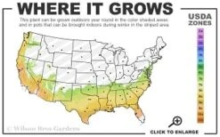 Moonlit Lace Viburnum - 7 Gallon Pot -Green Garden Outdoor Shop 7a 9b thumbnail 2