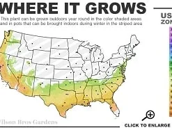 Moonlit Lace Viburnum - 3 Gallon Pot -Green Garden Outdoor Shop 7a 9b thumbnail