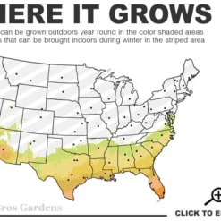 Arbequina Olive Tree - 1 Gallon Pot -Green Garden Outdoor Shop 7b 10b 9