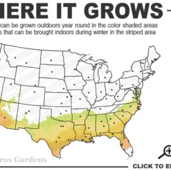 Alapaha Rabbiteye Blueberry - 1 Gallon Pot -Green Garden Outdoor Shop 7b 9b 4